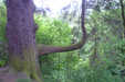 Woods at Aira Force