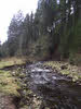 Trees on River Bleng