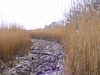 The Path alongside the Esk Estuary