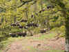 Herdwick Sheep at Tilberthwaite