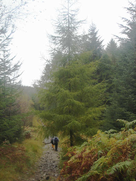 Woods on Claife Heights