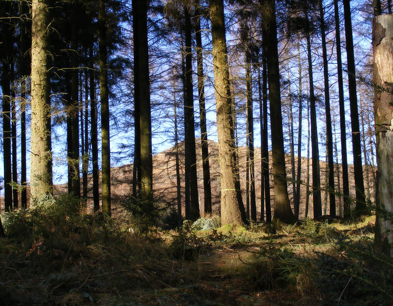 Irton Pike from Irton Park