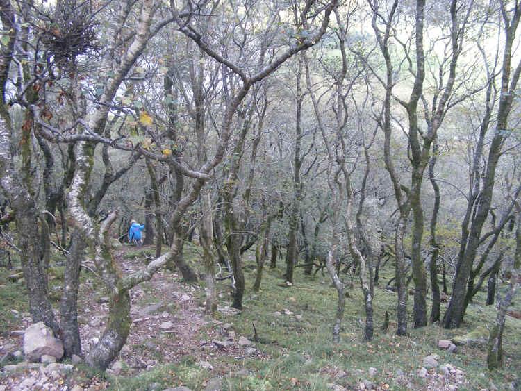 Scales Wood, Crummock Water