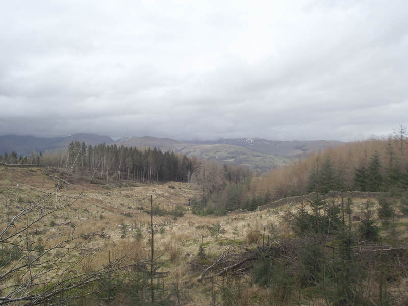 Woods south-east of Latterbarrow 