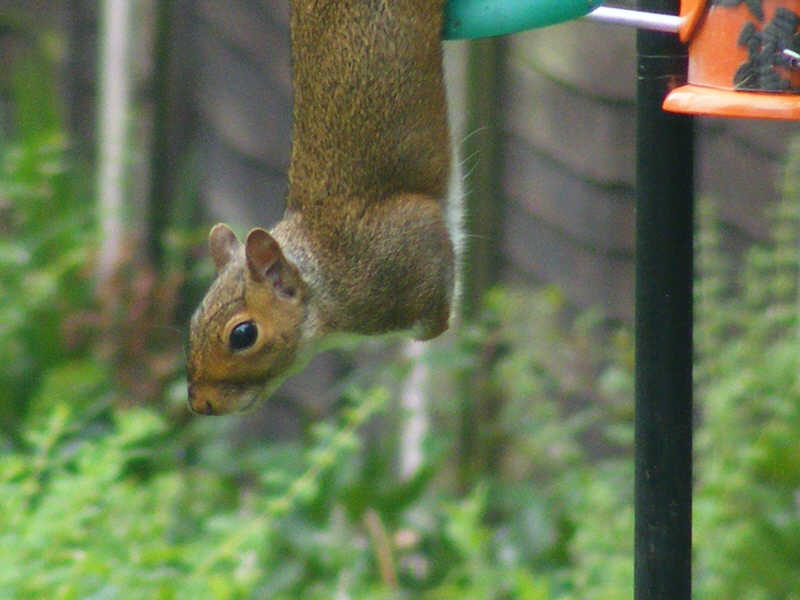 Grey Squirrel Head