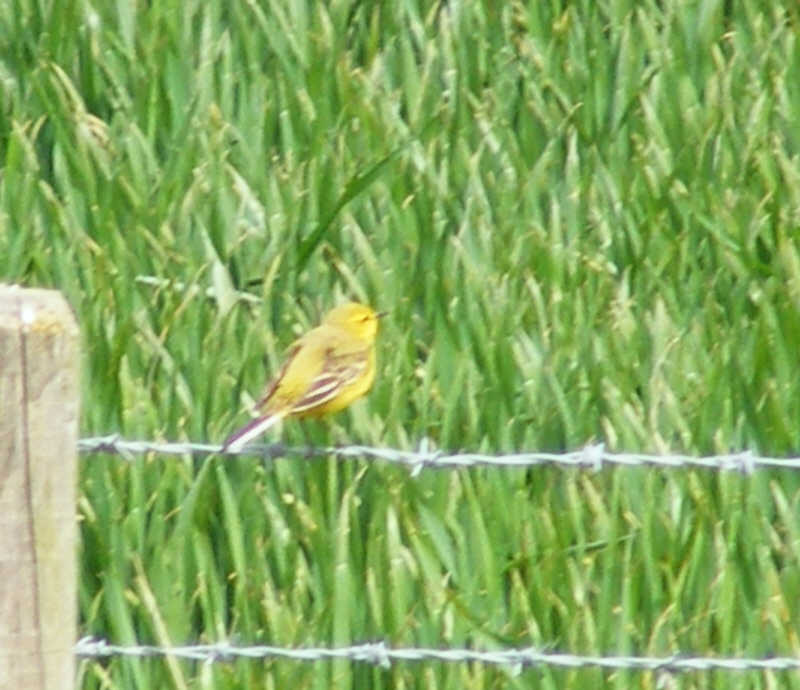 Male Yellow Wagtail