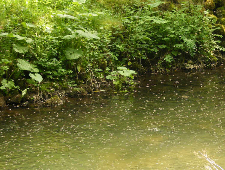 Midges over the River Wye